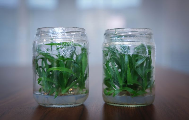 小菠萝